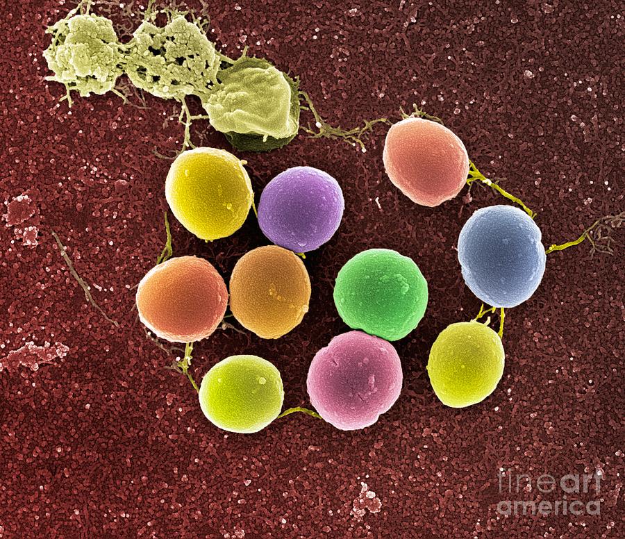 Staphylococcus Aureus Bacteria Sem Photograph By Science Photo Library