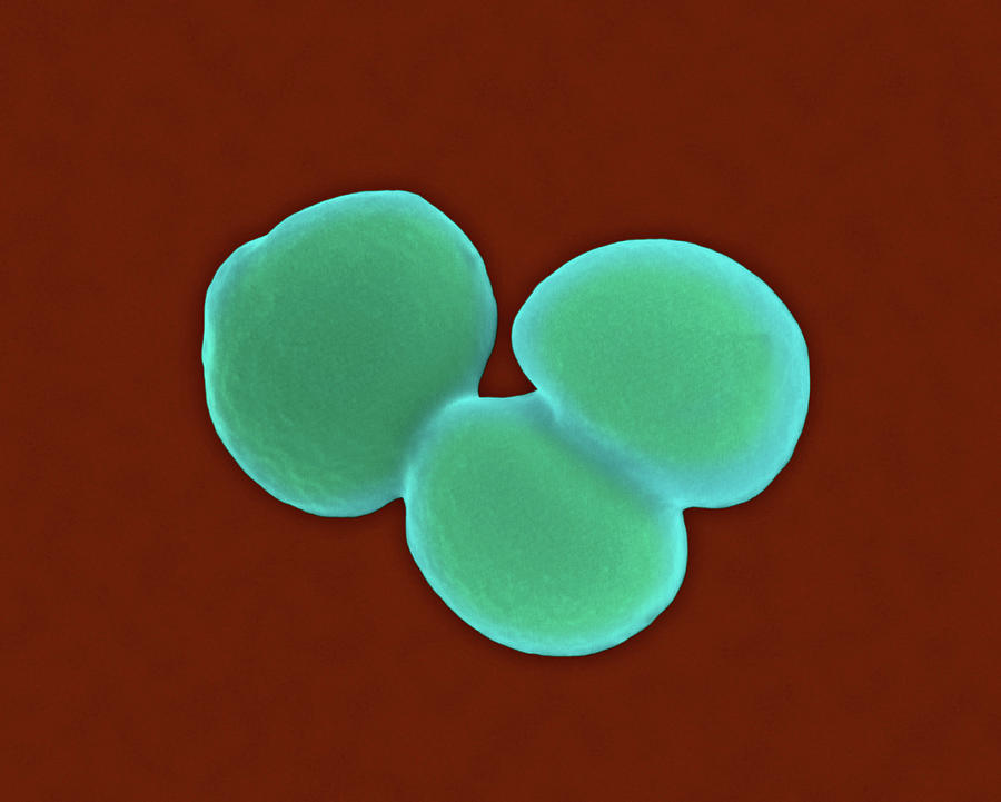 Staphylococcus Aureus Photograph By Dennis Kunkel Microscopy Science