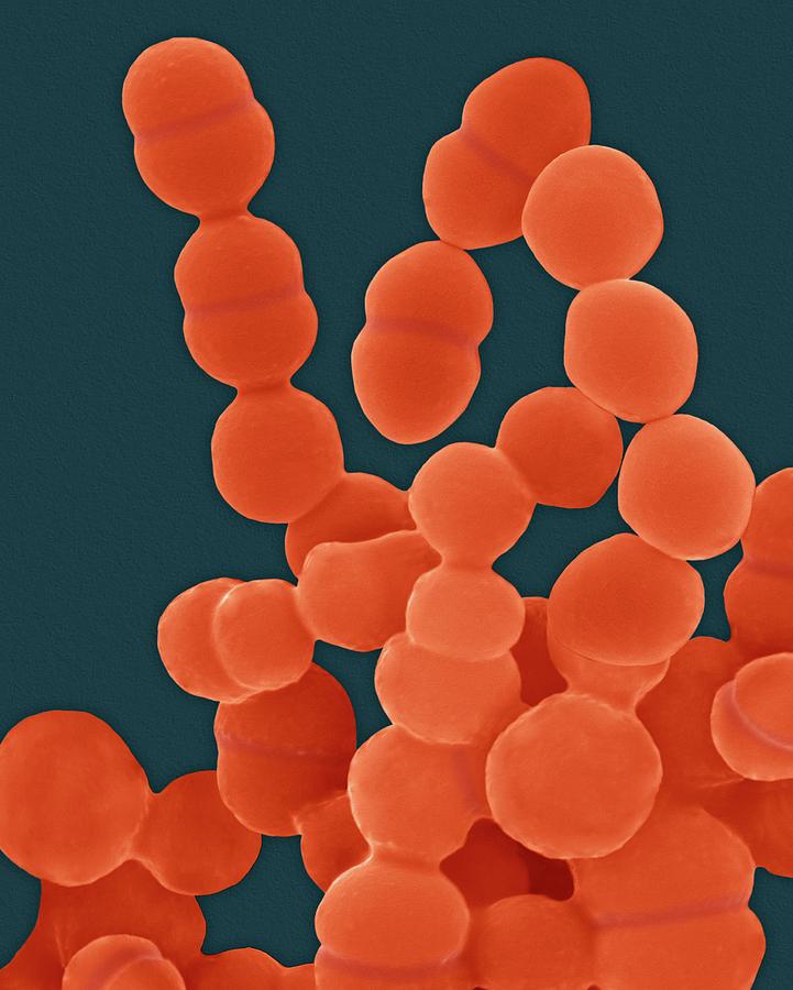 Staphylococcus Epidermidis #3 Photograph by Dennis Kunkel Microscopy/science Photo Library