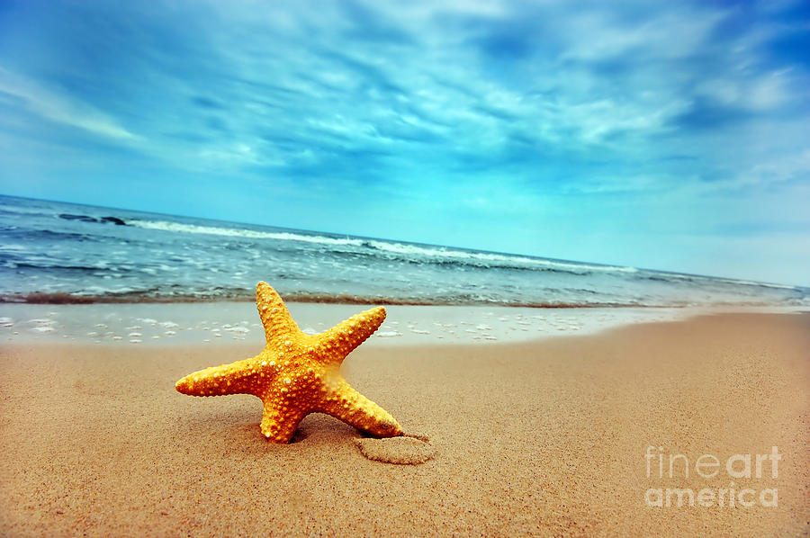 Starfish #3 Photograph by Michal Bednarek