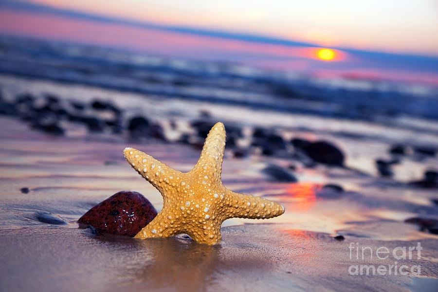 Starfish On The Beach At Sunset Photograph By Michal Bednarek Pixels