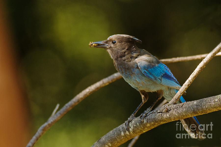 Animal Photograph - Stellers Jay #3 by Ron Sanford