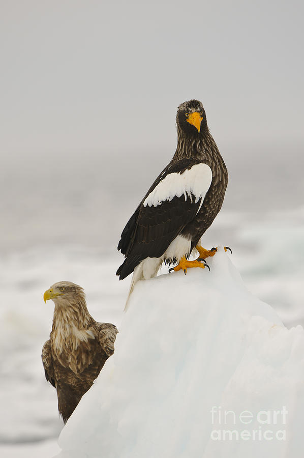Animal Photograph - Stellers Sea Eagle #3 by John Shaw