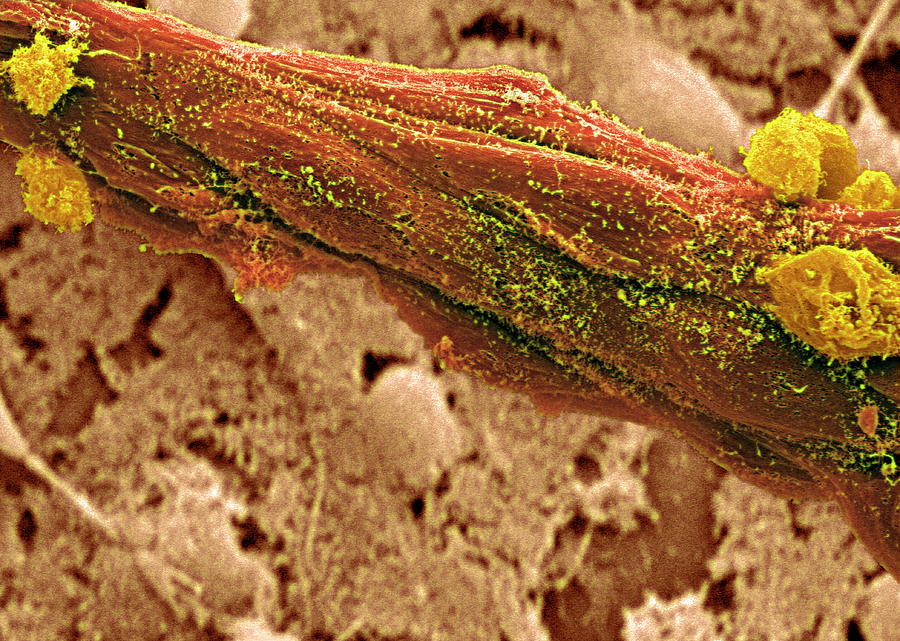 Stem Cells #3 Photograph by Professor Miodrag Stojkovic/science Photo Library