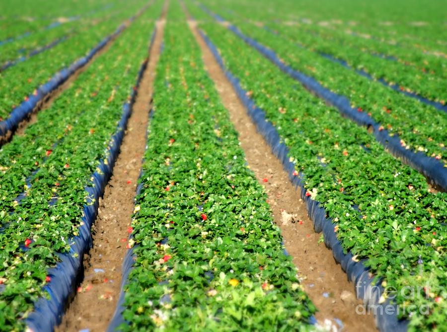 Strawberry Field #3 Photograph by Henrik Lehnerer