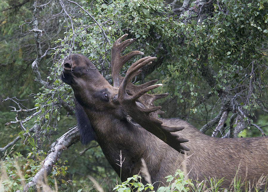 Moose Photograph - Stretch #3 by Doug Lloyd