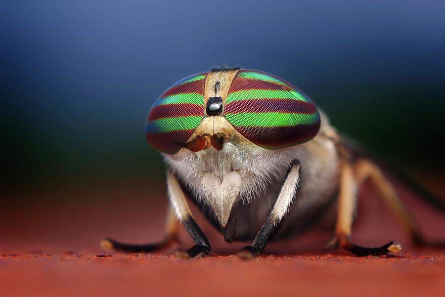 Striped Horsefly Photograph by Thomas Shahan/science Photo Library ...