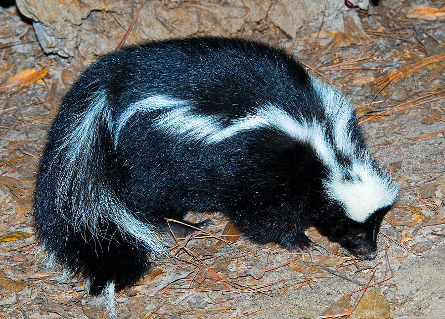 Striped Skunk Photograph by Millard H. Sharp | Fine Art America