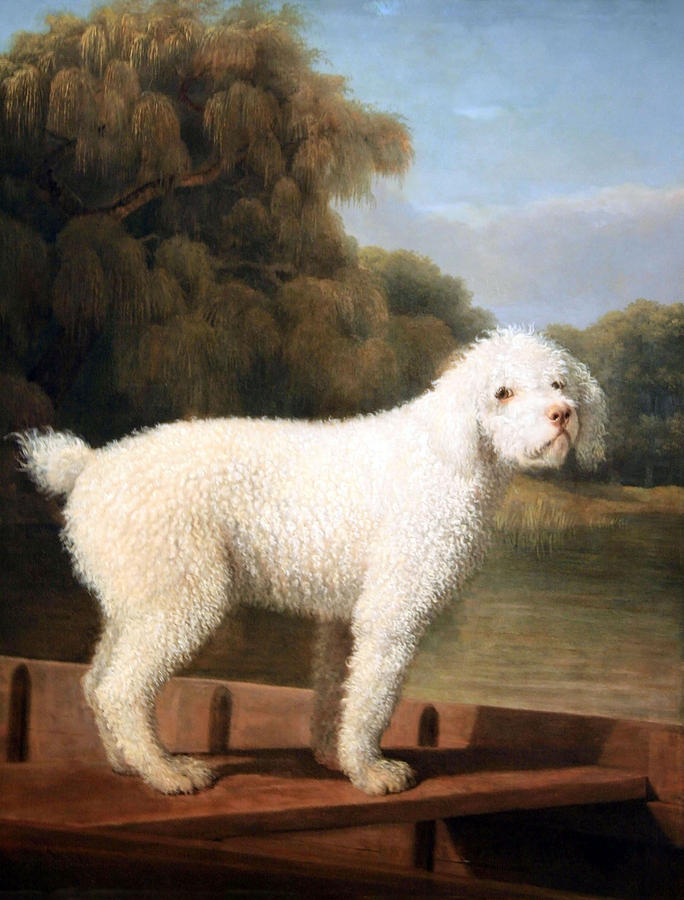 Stubbs White Poodle In A Punt Photograph by Cora Wandel