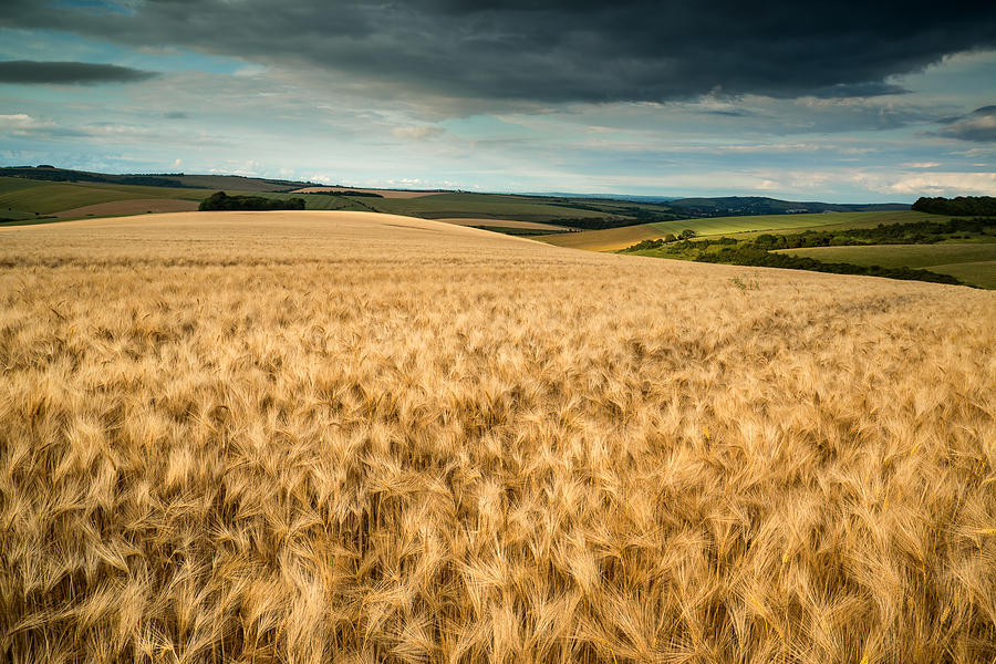 Stunning countryside landscape wheat field in Summer sunset Photograph ...