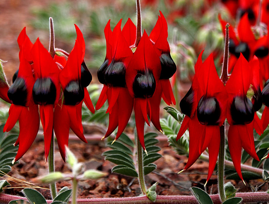 Sturts Desert Pea Outback South Australia 3 Photograph By Carole Anne Fooks Fine Art America 1174