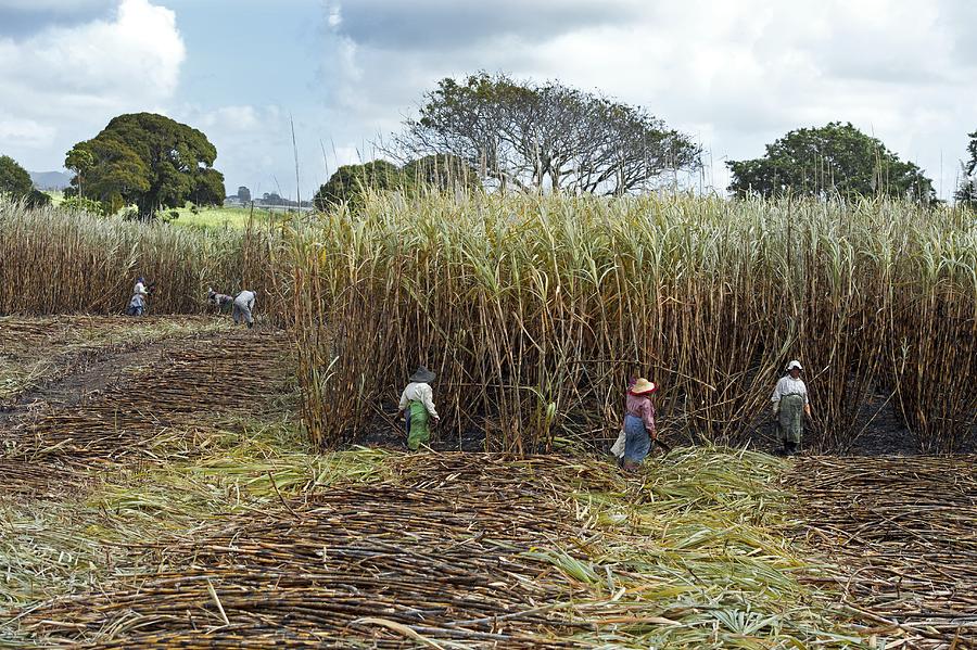 Sugar cane harvest, Mauritius #3 by Science Photo Library