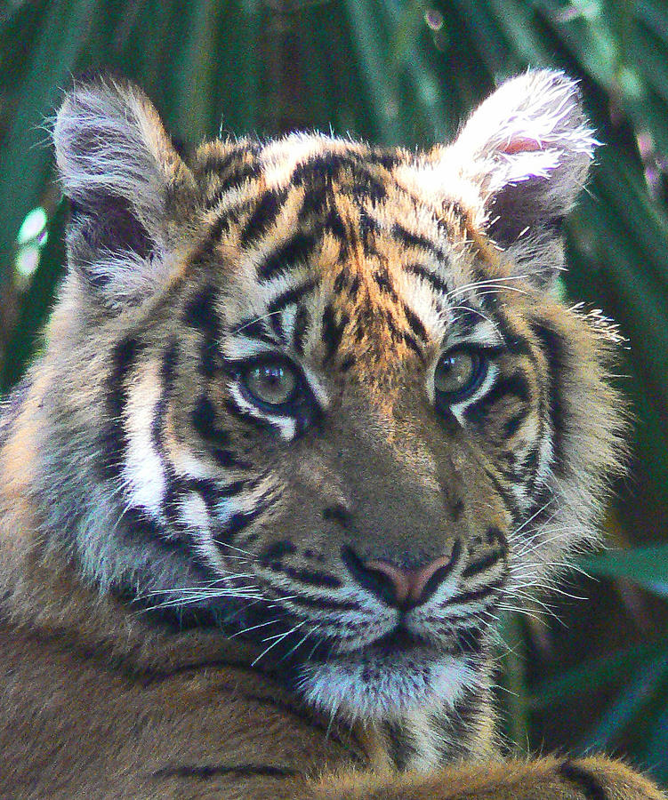 Sumatran Tiger Cub #3 Photograph by Margaret Saheed