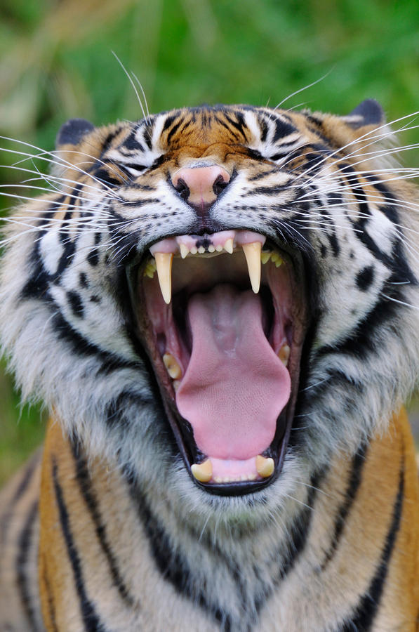 Sumatran Tiger #3 Photograph by Thomas And Pat Leeson