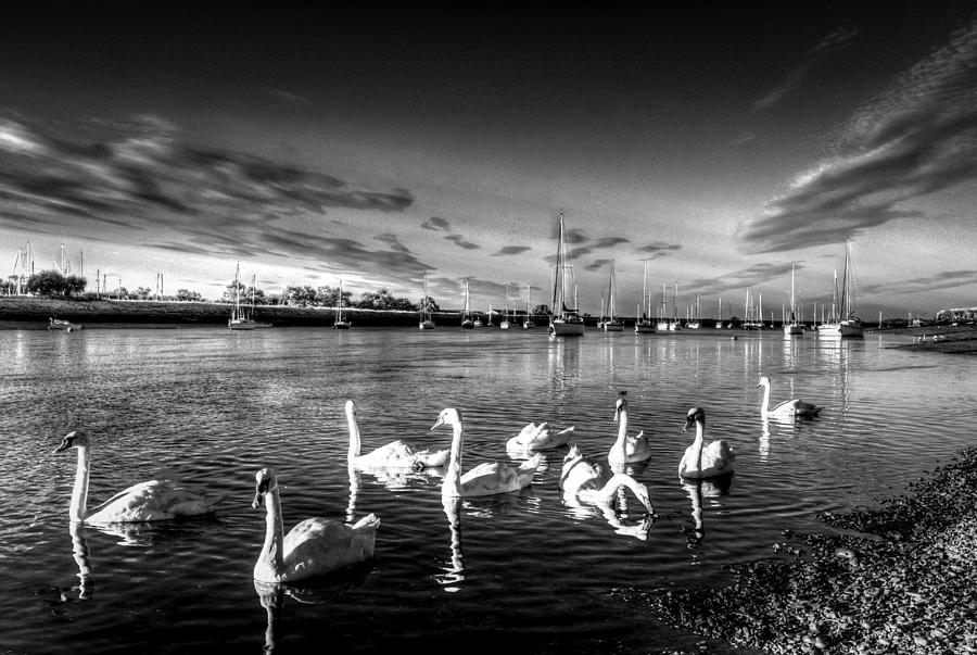 Summer evening swans #3 Photograph by David Pyatt