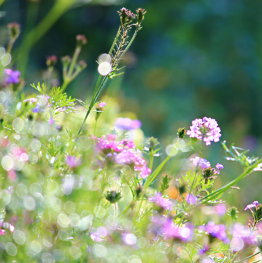 Summer meadow #3 Photograph by Heike Hultsch
