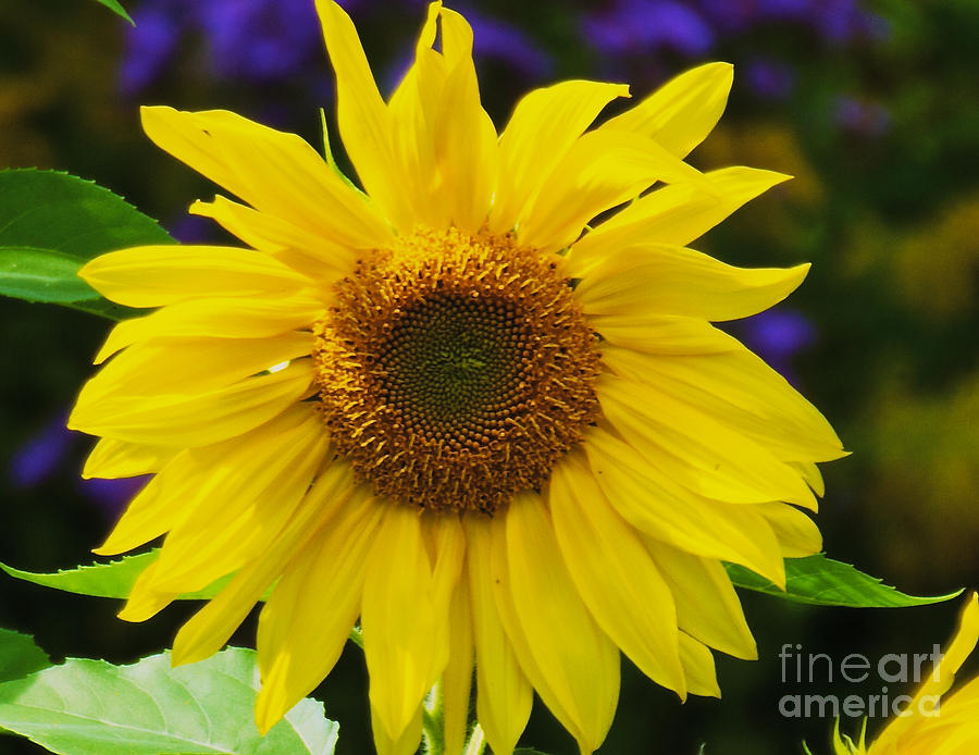 Nature Photograph - Sun Flower #3 by William Norton