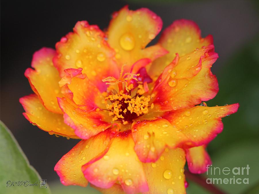 Sundial Portulaca #3 Photograph by J McCombie