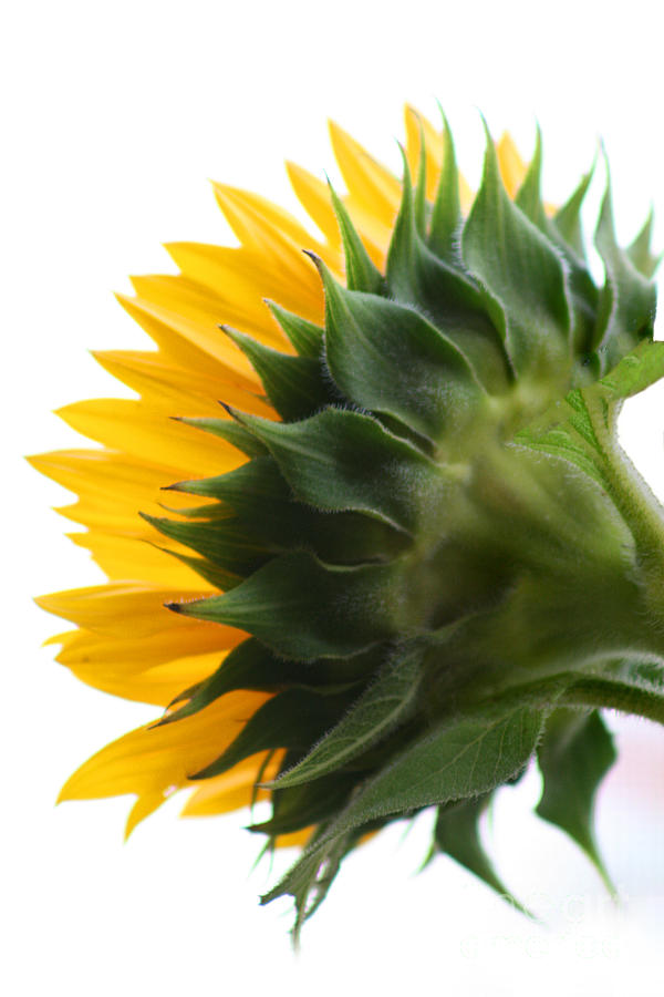 Sunflower Close-up #5 Photograph by Karen Adams