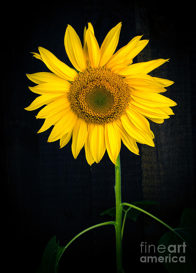 Sunflower Over Black Photograph by Edward Fielding