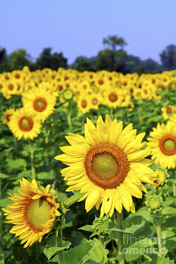 Sunflower Photograph - Sunflower field 2 by Elena Elisseeva