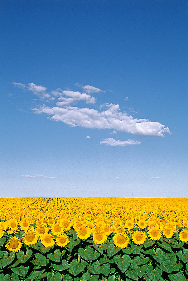 Sunflower Field #3 Photograph by Jeffrey Lepore