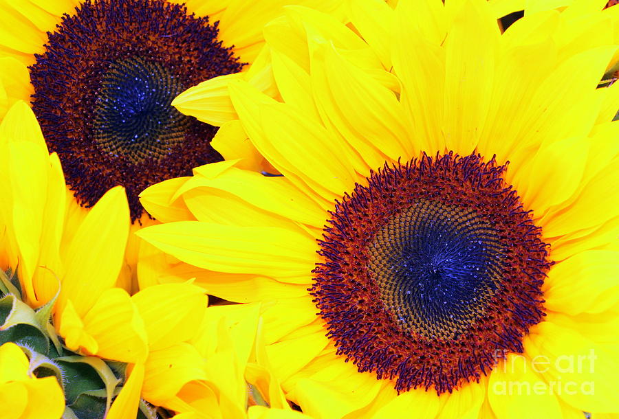 Sunflower #3 Photograph by Henrik Lehnerer