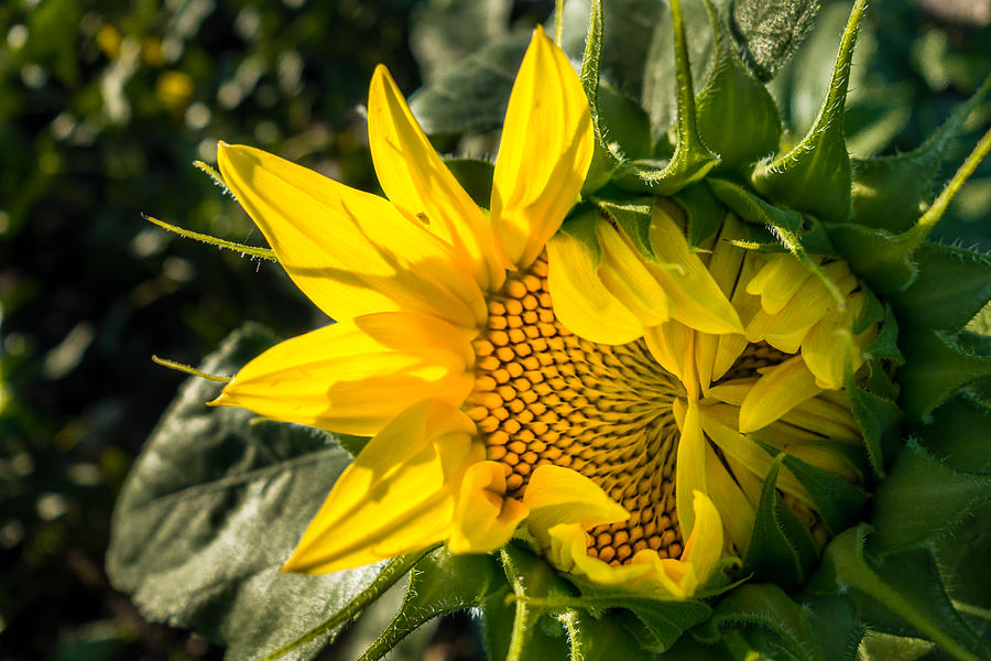 Struggling Sunflower Photograph by Melinda Ledsome