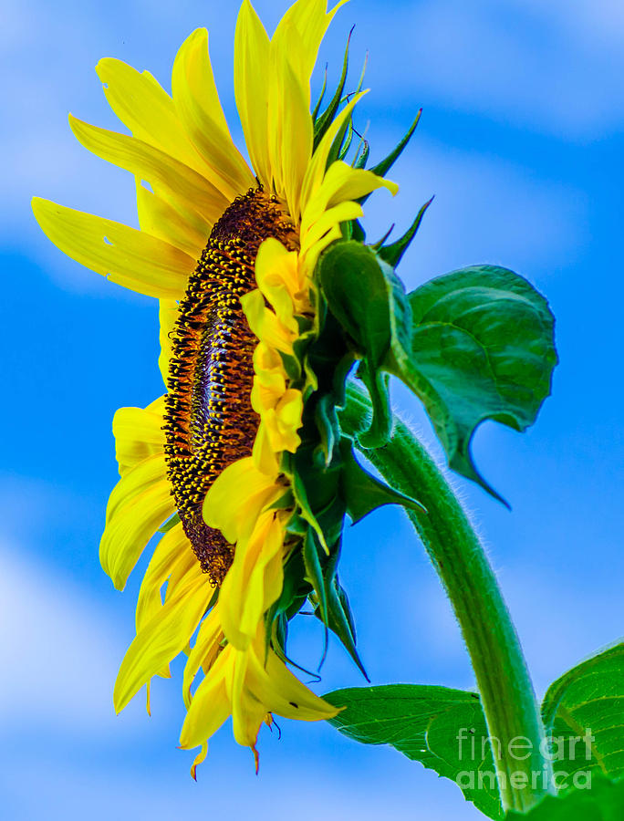 Sunflower Photograph By Michael Moriarty Pixels