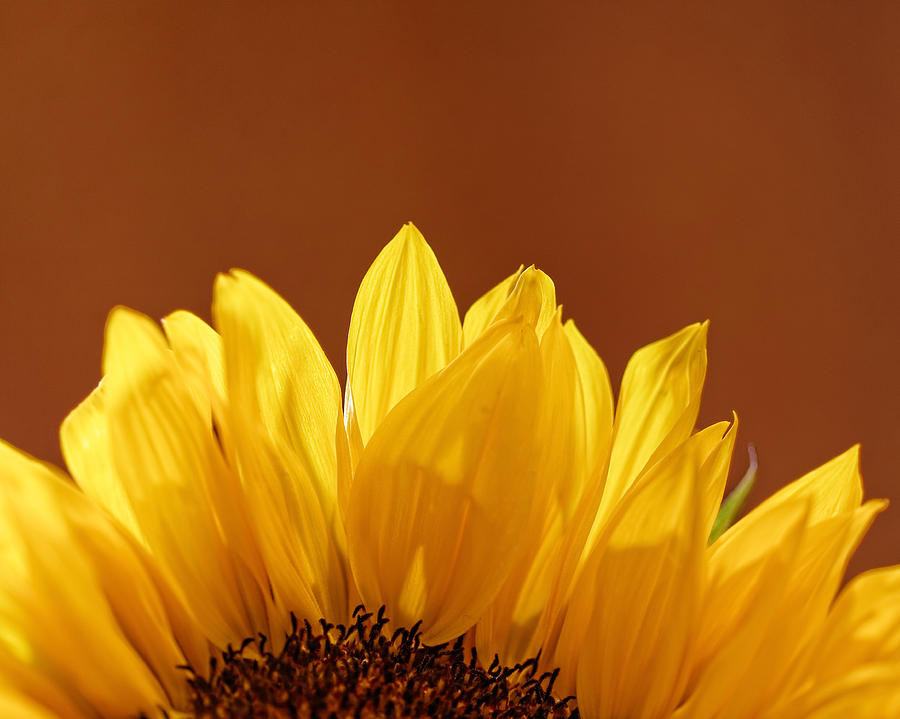 Sunflower #3 Photograph by Peter Lakomy