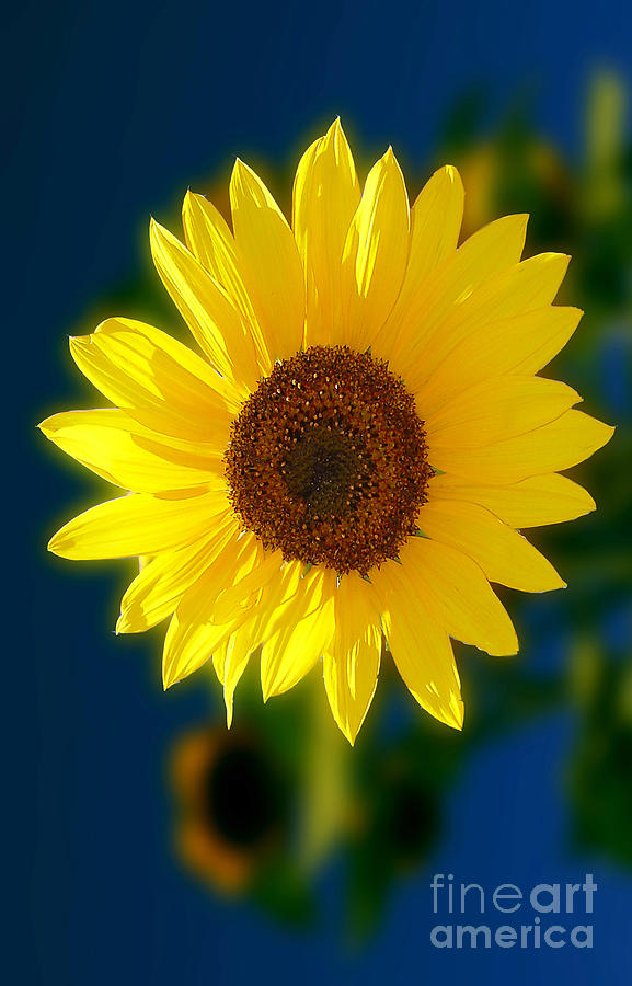 Sunflower Photograph - Sunflower #1 by Peter Piatt