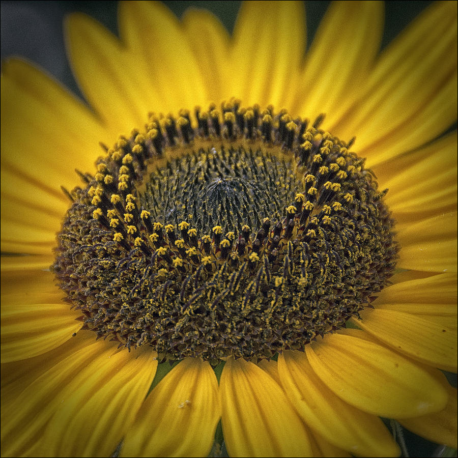 Sunflower #4 Photograph by Robert Fawcett