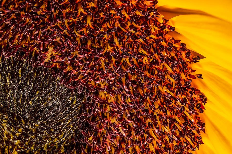 Sunflower #3 Photograph by Ron Pate