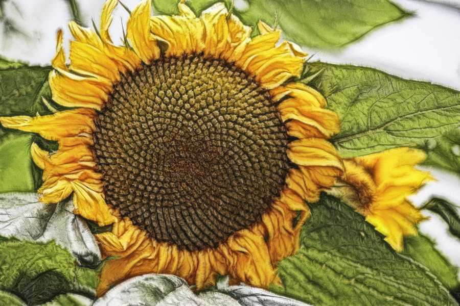 Sunflower #3 Digital Art by Photographic Art by Russel Ray Photos