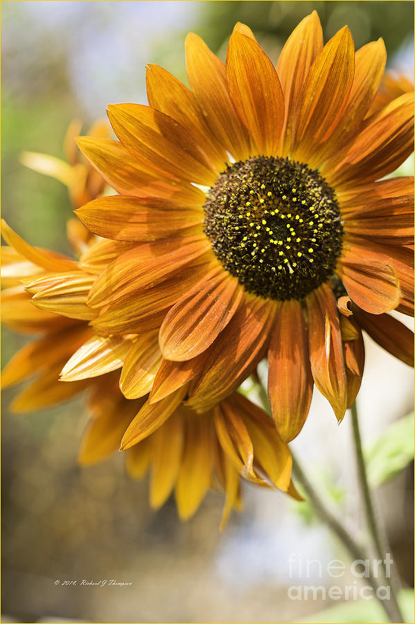 Sunflower vr. velvet queen  #4 Photograph by Richard J Thompson 