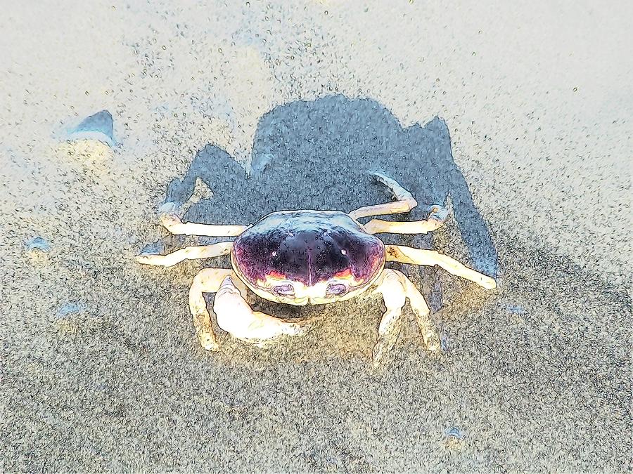 Sunning Sand Crab #3 Photograph by Joseph Hendrix