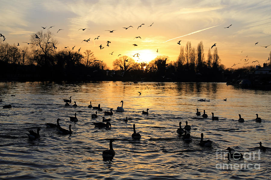 Sunset on the Thames at Walton #3 Photograph by Julia Gavin