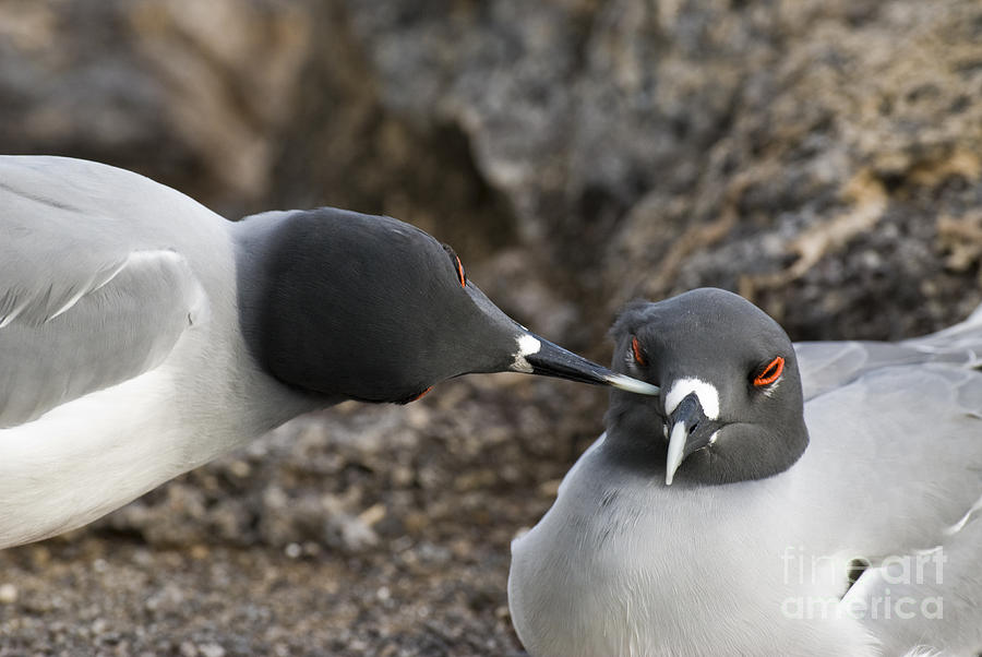 Swallow-tailed Gulls #3 Photograph by William H. Mullins