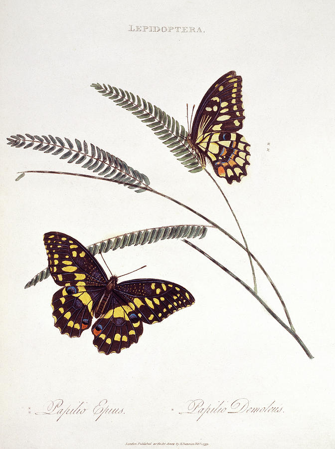 Swallowtail Butterflies #3 Photograph by Natural History Museum, London/science Photo Library