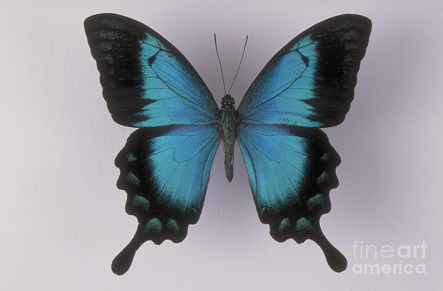 Swallowtail Butterfly #3 Photograph by Barbara Strnadova