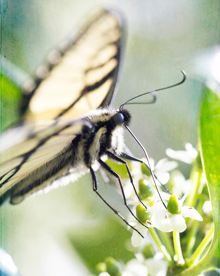 Butterfly Photograph - Swallowtail Butterfly #3 by Kim Fearheiley