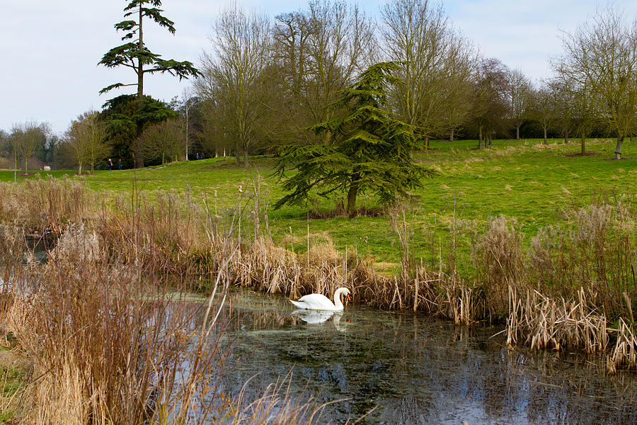 Nature Photograph - Swan In River In An  English Countryside Scene On A Cold Winter  #3 by Fizzy Image