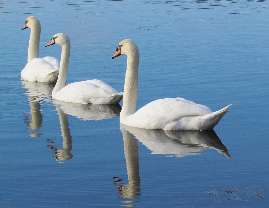 3 Swans A-Swimming Photograph by Lori Lafargue