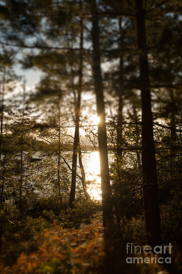 Swedish lake glimpsed through trees #3 Photograph by Peter Noyce