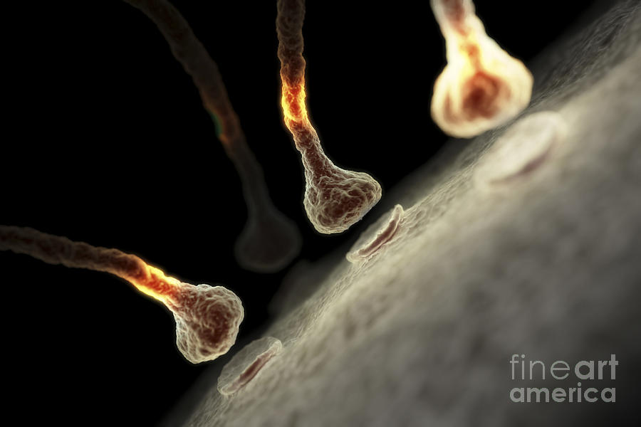 Synapses #3 Photograph by Science Picture Co