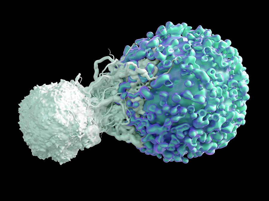T Cell Attacking Cancer Cell Photograph by Maurizio De Angelis