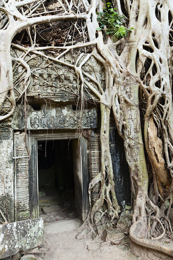 Takeover. Ta Prohm temple. Photograph by Alexey Stiop