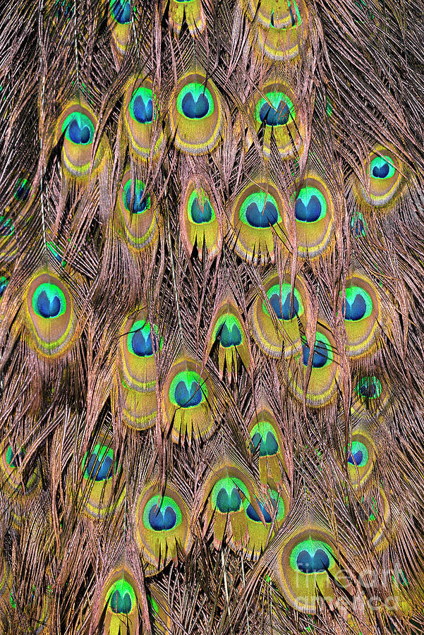 Peacock Painting - Tail feathers of peacock #1 by George Atsametakis