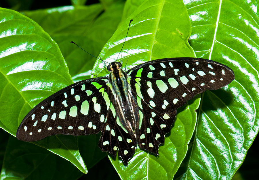 Tailed Jay Butterfly #3 Photograph by Millard H. Sharp