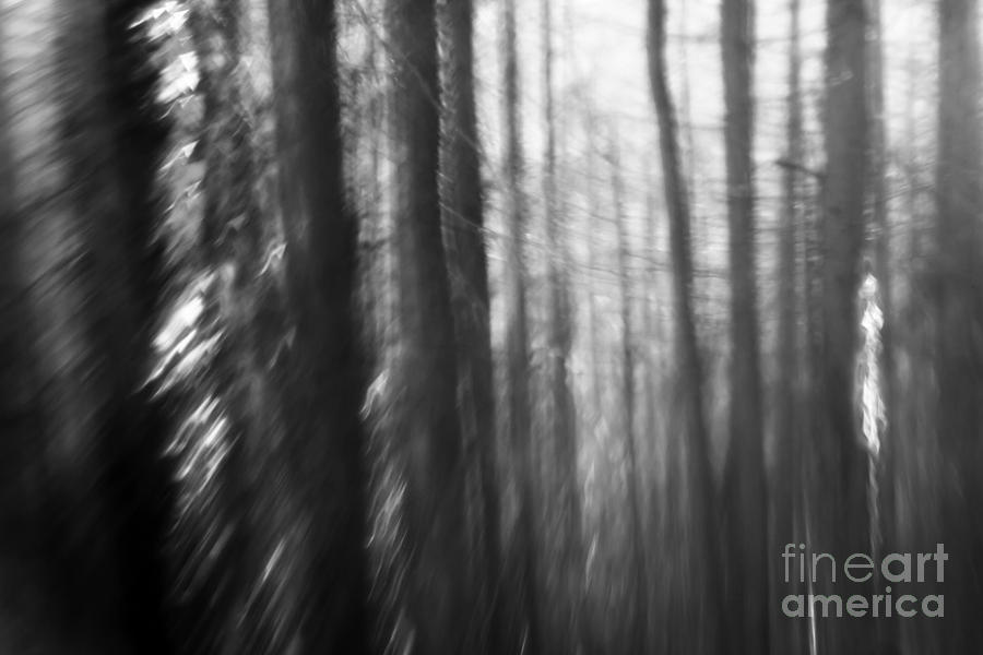 Forest Photograph - Tales of the forest by Angel Ciesniarska